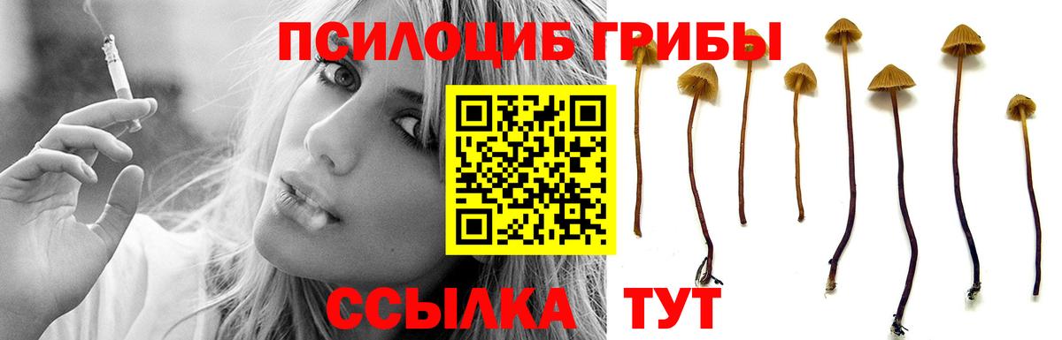 Мурино  Галлюциногенные грибы Psilocybe  как найти   Вход с VPN 